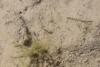 Cloeoninae inconnu